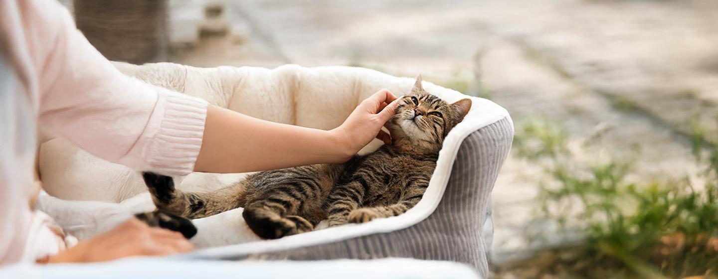 The Cat Health Checklist