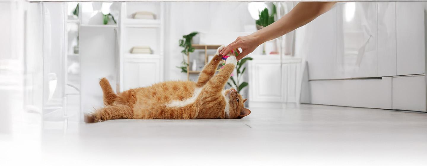 The Most Affectionate and Friendliest Cat Breeds