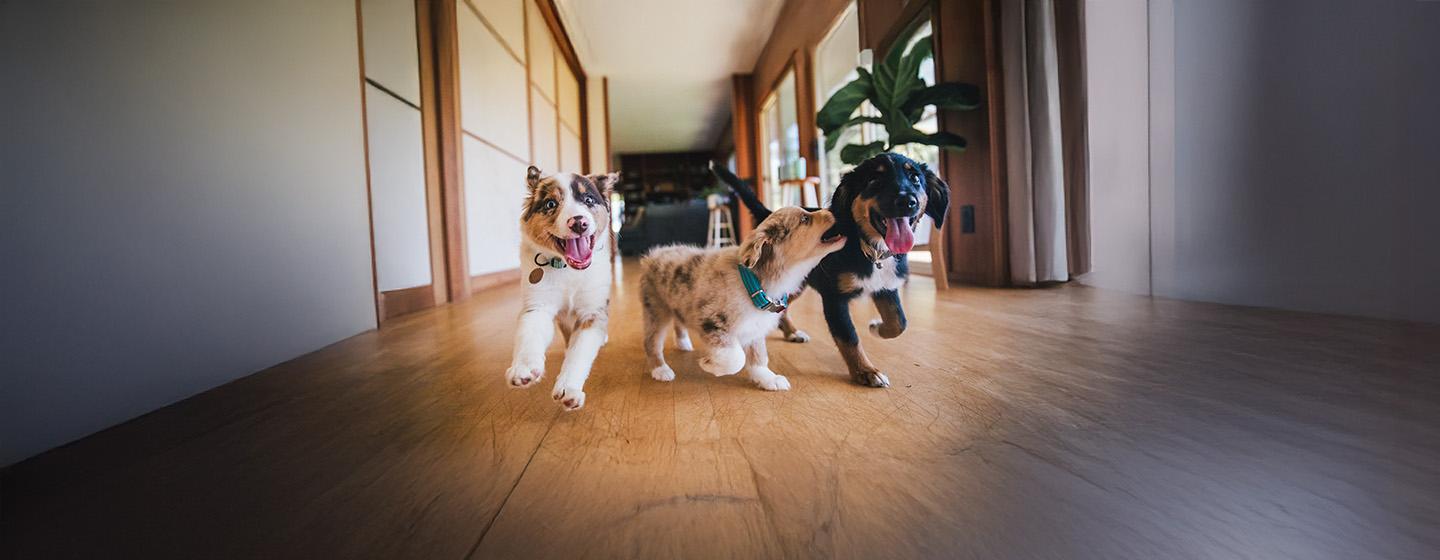 Top Tips for Socialising Your Puppy