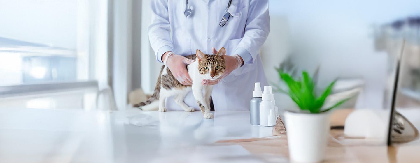 Understanding Cat Spraying and Marking