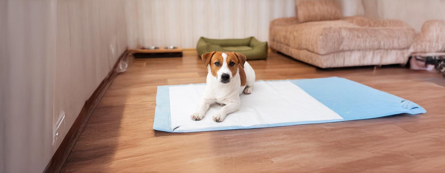 Urine Infections in Dogs