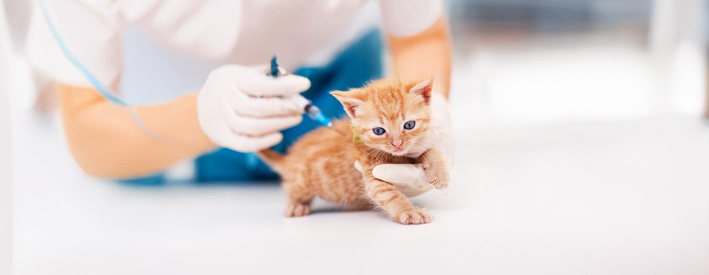 What You Need to Know about Kitten Vaccinations