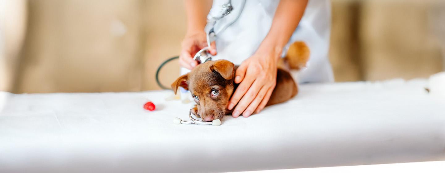 What to Expect on Your Puppy's First Vet Visit