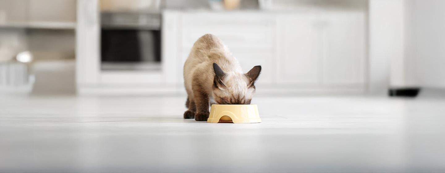 What to Feed a Kitten