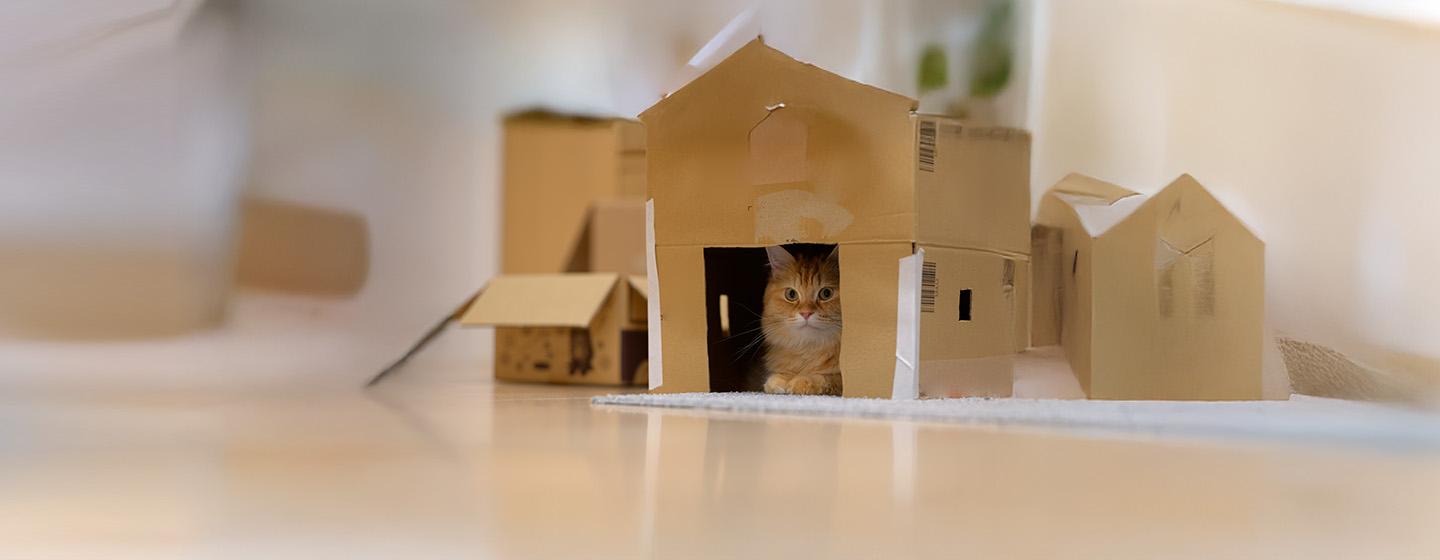 Why Do Cats Like Boxes?