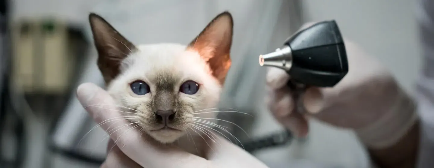 Everything You Need to Know About Ear Mites in Cats