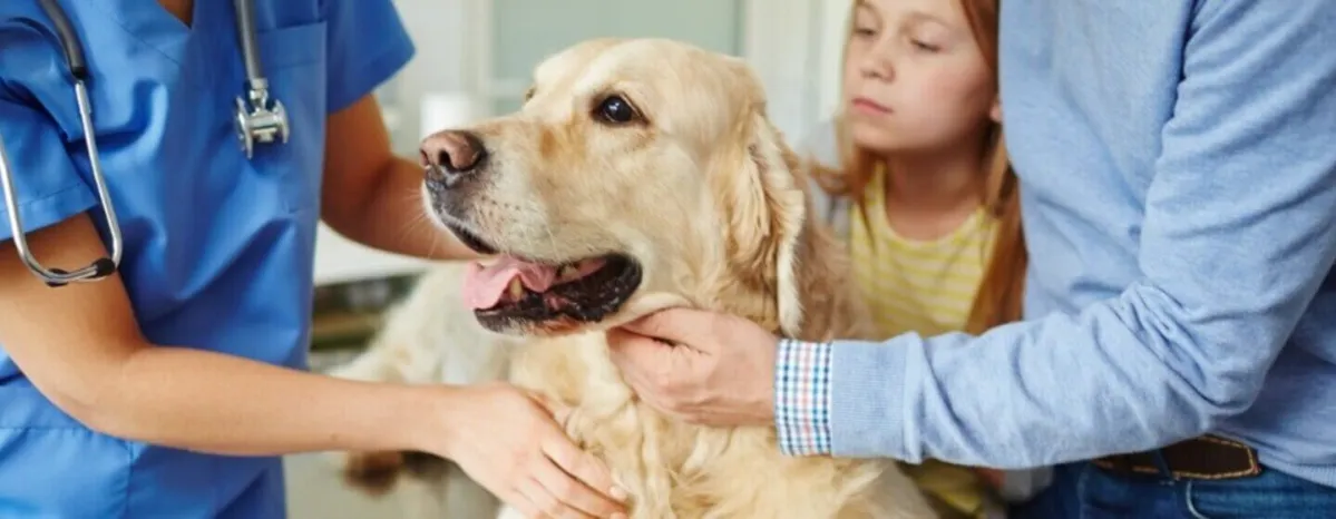 Dog Vomiting - Causes & Treatment