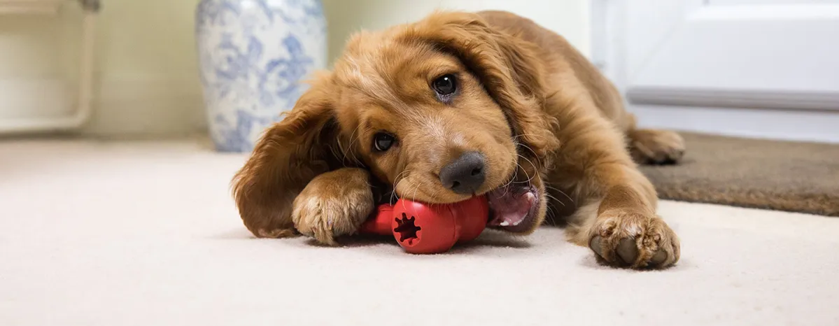 Puppy Games