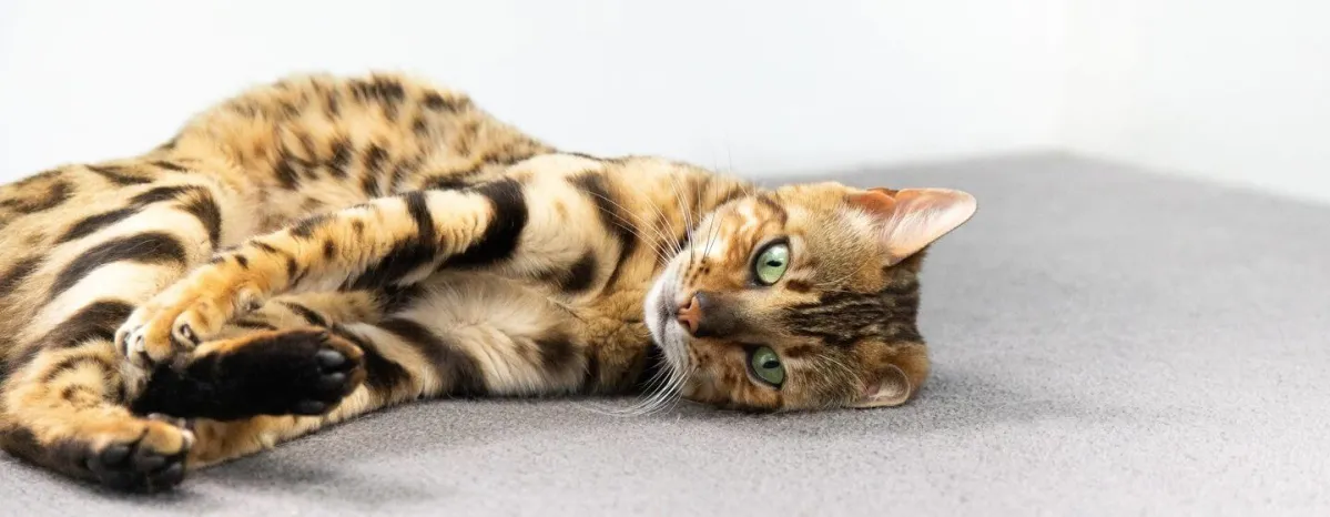 What is Cat Scratch Fever