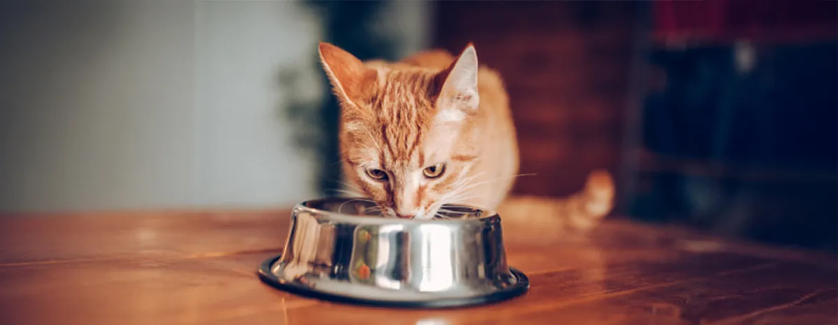 Cat feeding