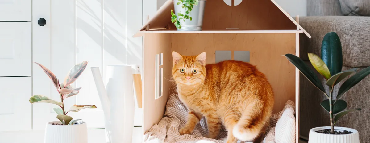 All About House Cats