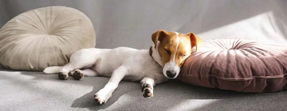Dog Sleeping Positions