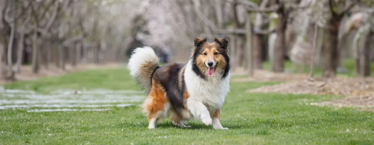 English and British Dog Breeds