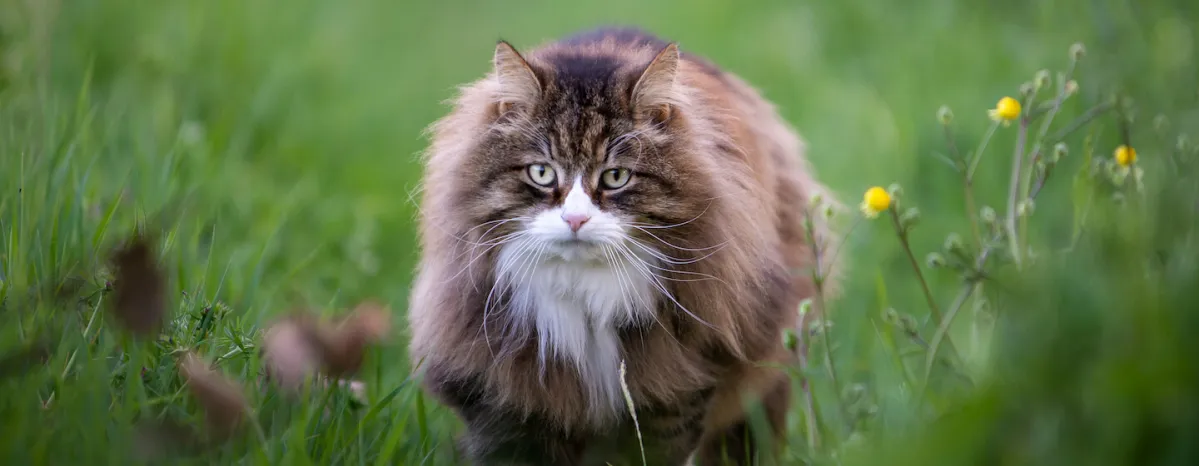 50 Of the Best Big Cat Names
