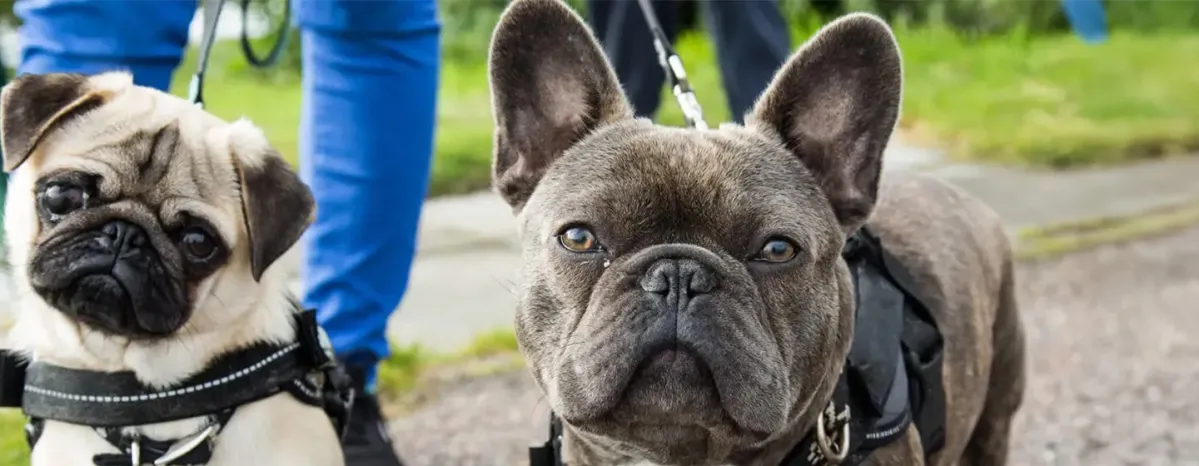 French Dog Breeds You'll Want to Take Home