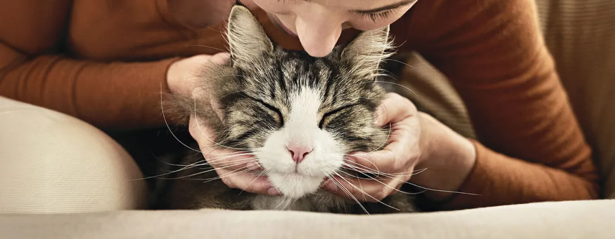 8 Cat Myths and Misconceptions