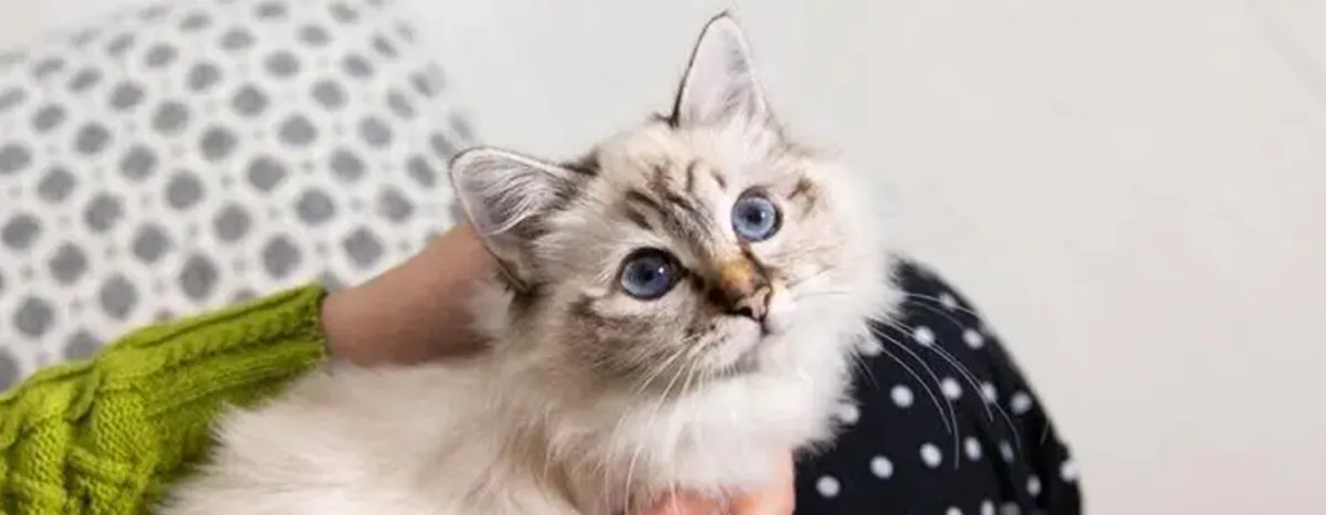 8 Fluffy Cat Breeds
