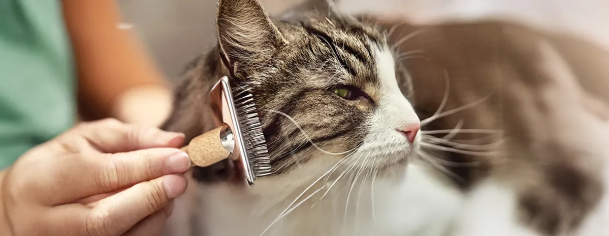 8 Simple Ways to Manage Cat Allergens at Home
