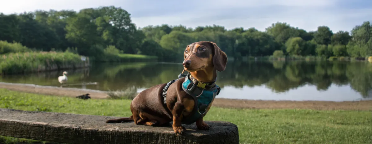  German Dog Breeds