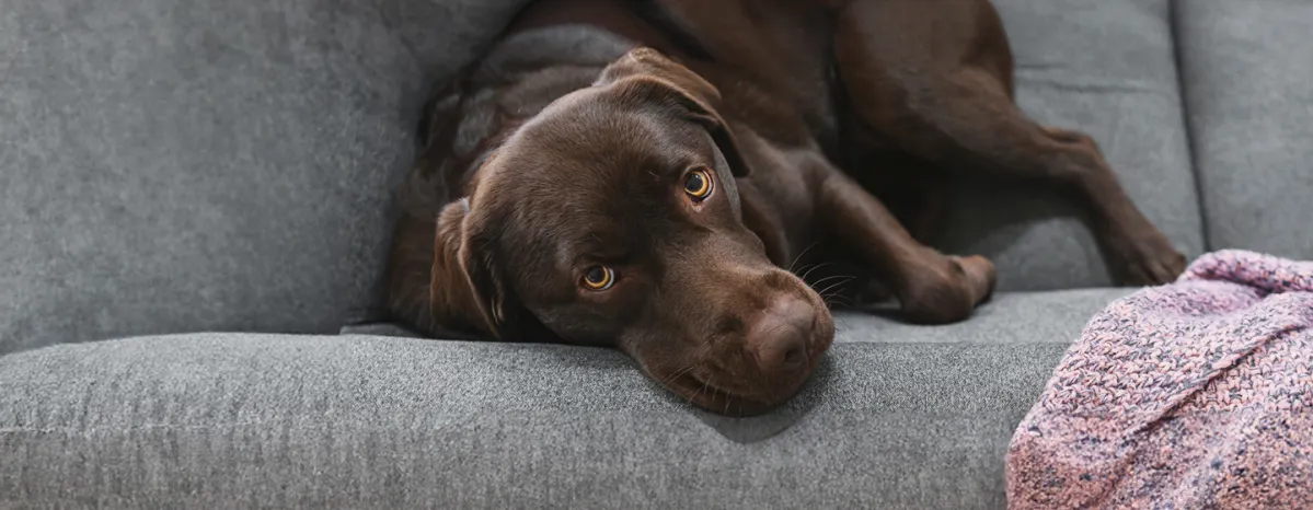 Addison's Disease in Dogs 