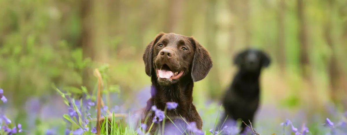 Are Bluebells Poisonous to Dogs