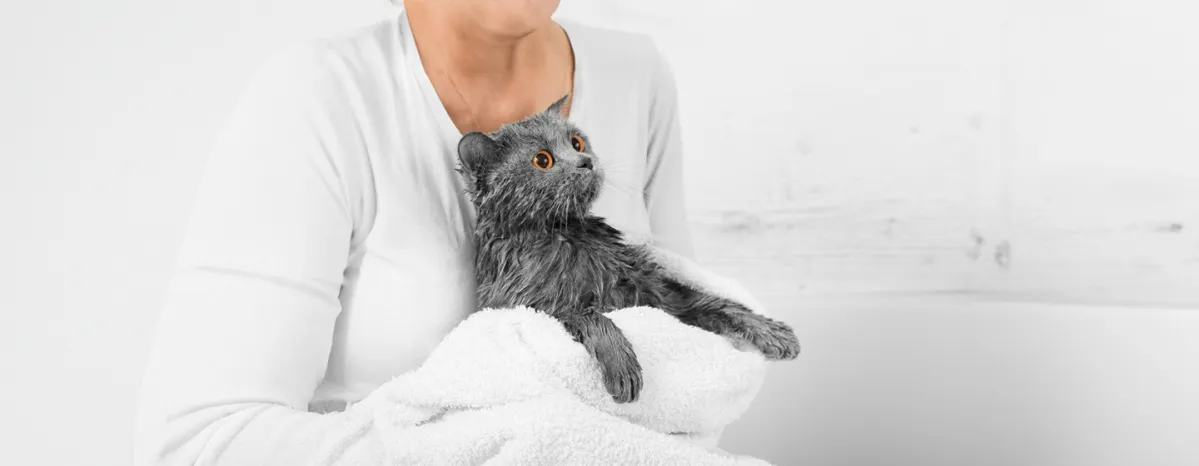 Bathing Cats Everything You Need to Know