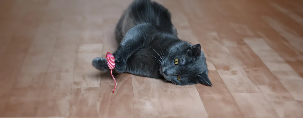 Best Types of Toys for Senior Cat