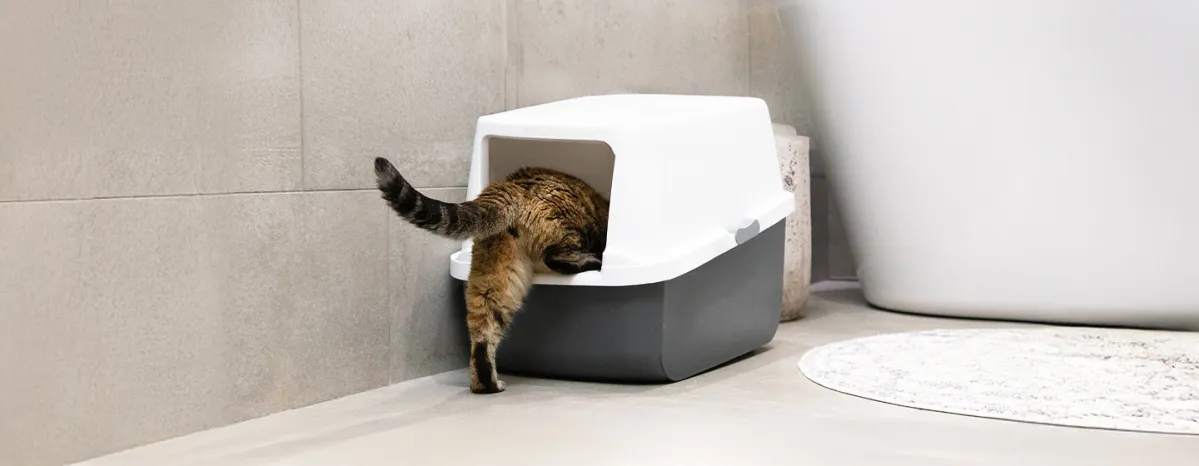 Blood in Cat Poo