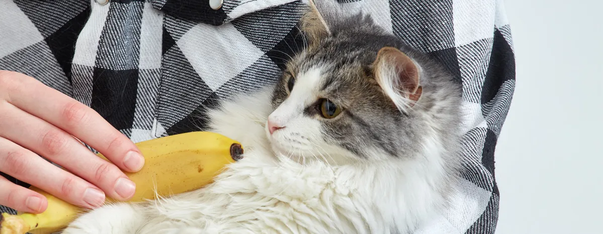 Can Cats Eat Bananas