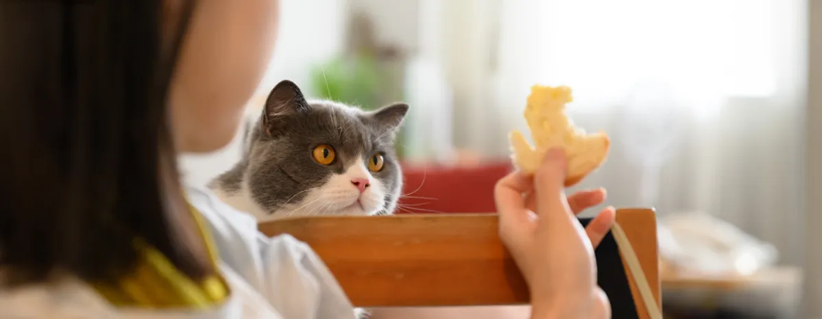 Can Cats Eat Bread