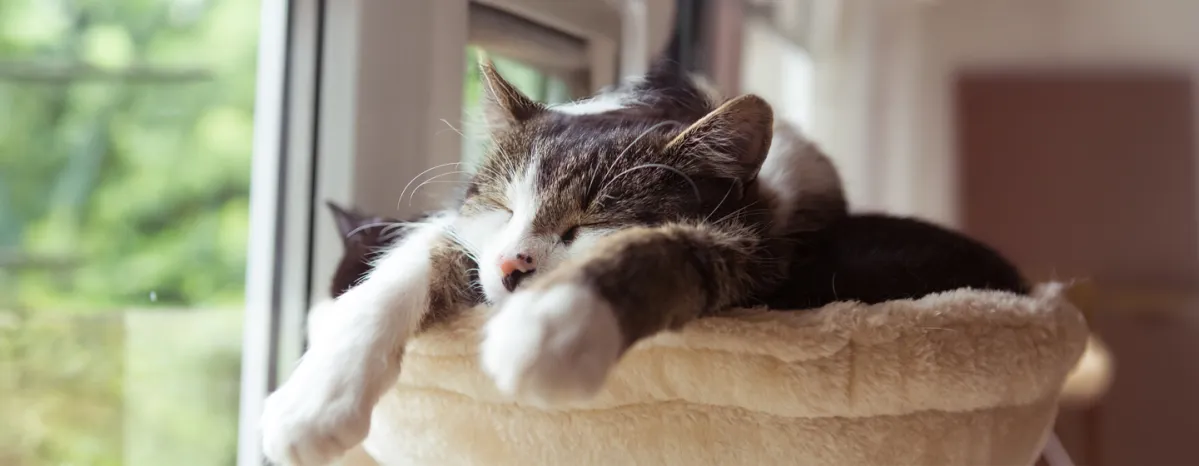 Can Cats Have Dreams and Nightmares