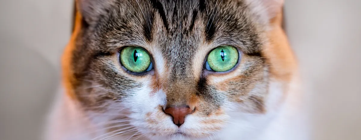 Can Cats See Colour