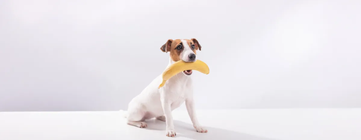 Can Dogs Eat Bananas