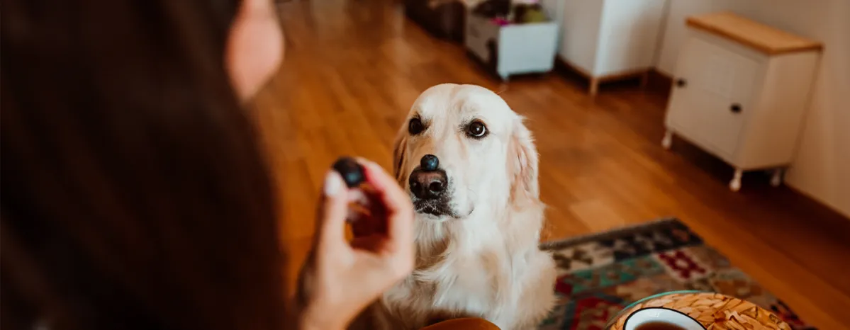 Can Dogs Eat Blueberries