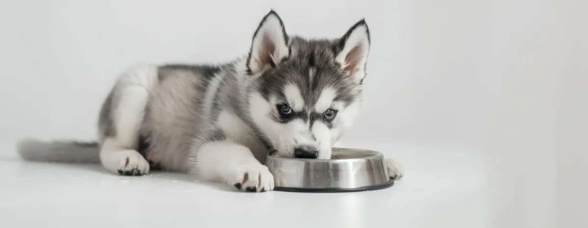 Can Dogs Eat Tuna