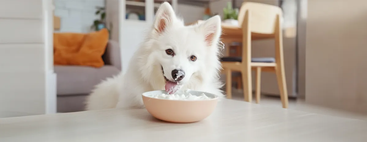 Can Dogs Eat Yogurt