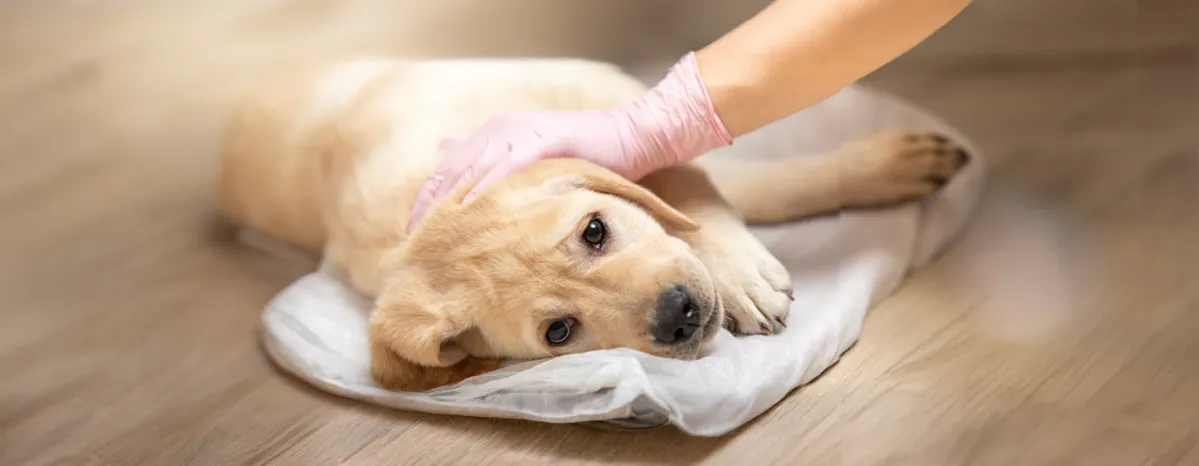 Canine Parvovirus What Is Parvo & Can Humans Get It