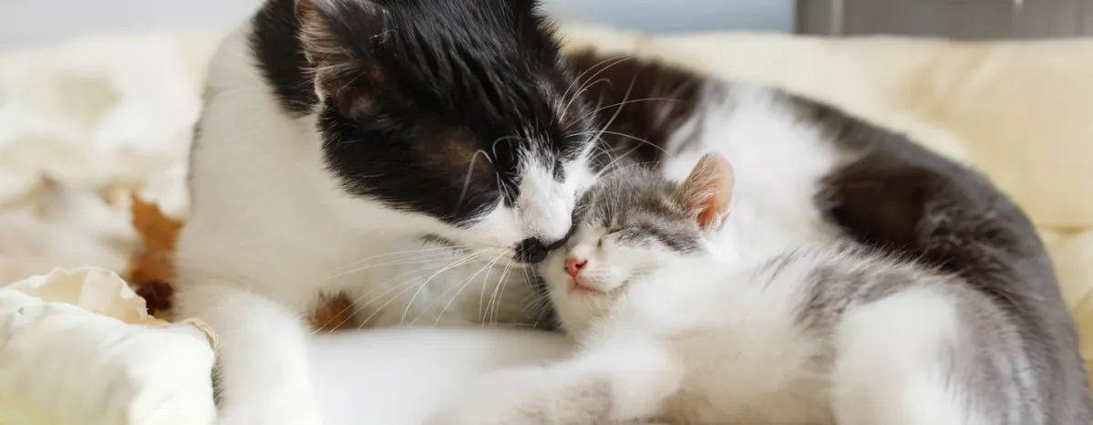 Caring For a Newborn Kitten