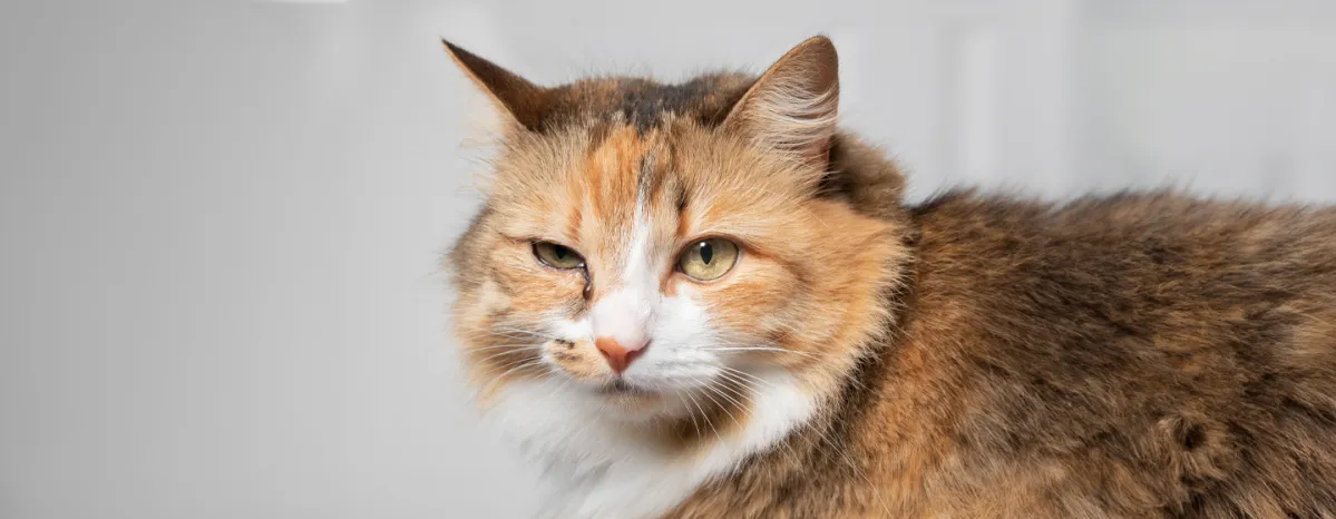 Cat Eye Infections - Symptoms and Treatments