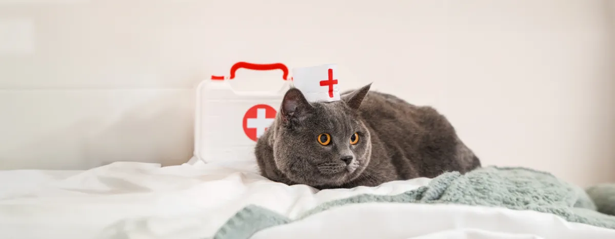 Cat First Aid