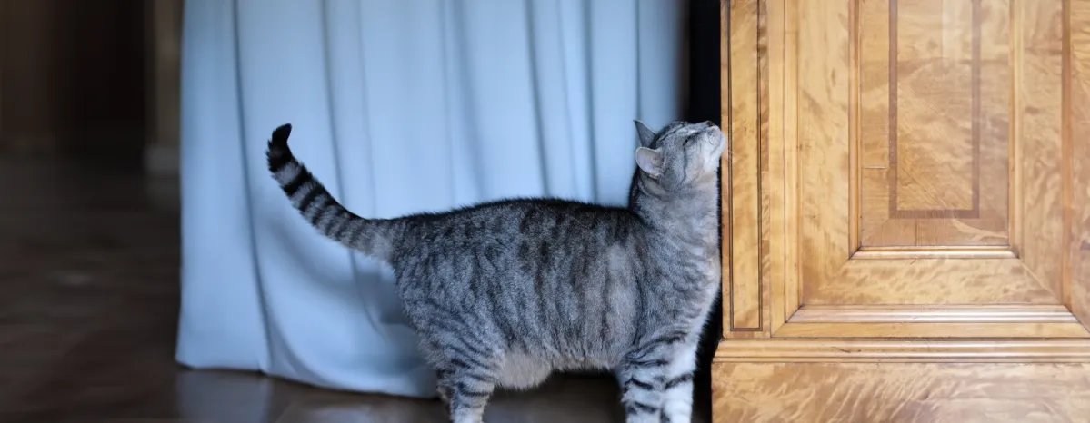 Cat Heat Cycle