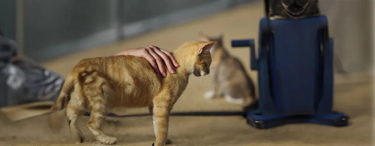 Cat Miscarriage Causes, Symptoms, and Treatment
