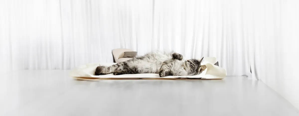 Cat Pregnancy Information & Advice