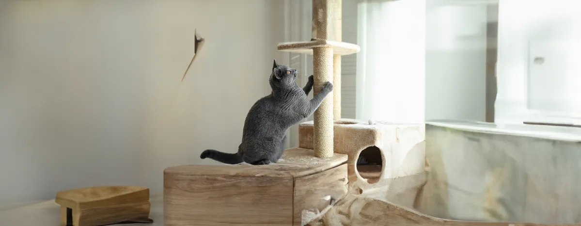 Cat Scratching Posts How to Find the Right Scratching Post For Your Cat