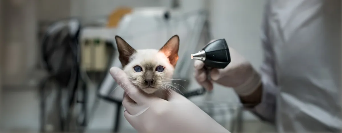 Cat mites everything you need to know
