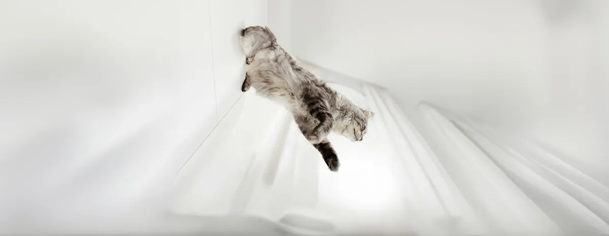 Do Cats Always Land on Their Feet?