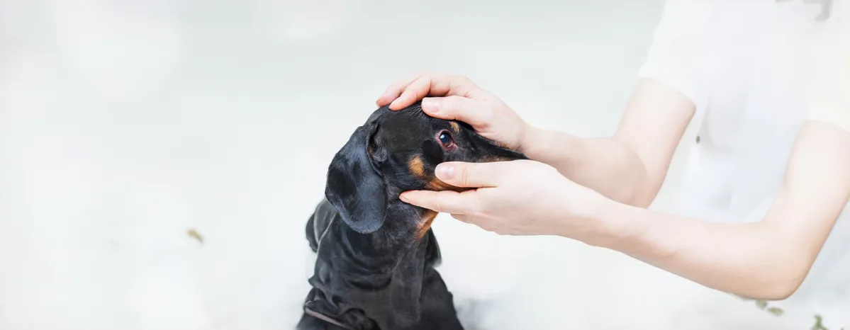 Dog Conjunctivitis: Symptoms and Treatment