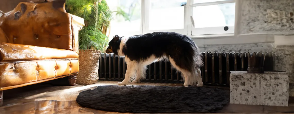 Dog Labour Signs & Puppy Delivery Stages Explained