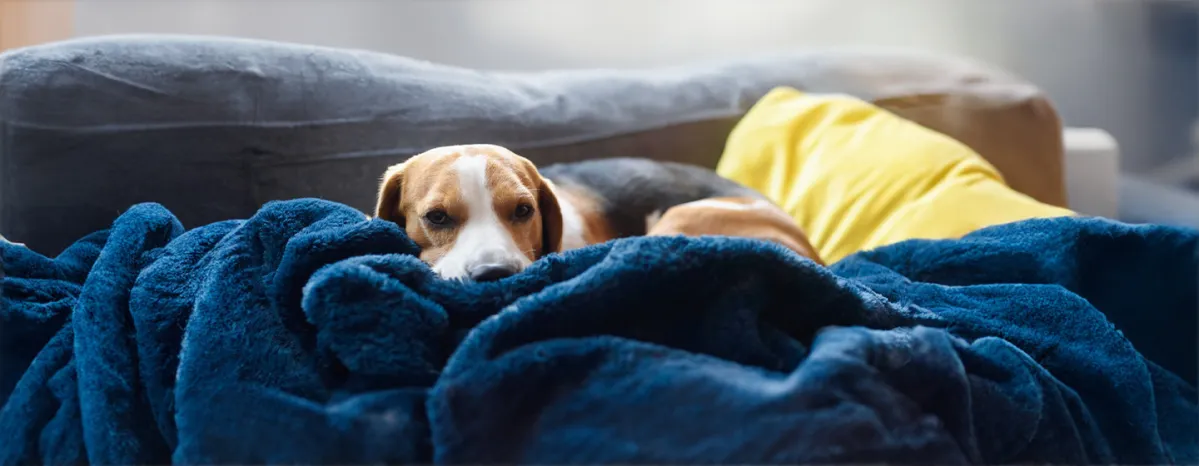 Dog Miscarriage 