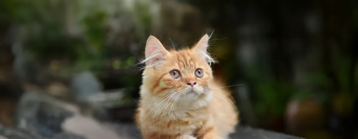 Dwarfism In Cats